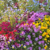 mochi (@nenne_mint) 's Twitter Profile Photo