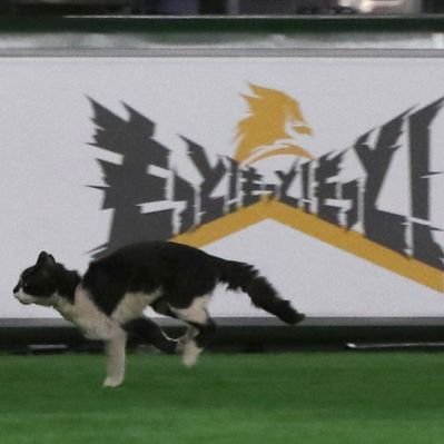 沢村賞 沢村賞候補5人の成績を比較してみた - 選考基準の考察と改善案