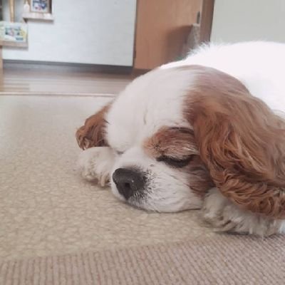 maron28_jam1011's profile picture. わんことガーデニングの記録です🍀

ｷｬﾊﾞﾘｱのｼﾞｬﾑ(2007.10.11)
ﾏﾙﾁﾜのﾏﾛﾝ(2022.02.08)
無言フォロー失礼します🐾フォロー大歓迎です✨
#犬好きさんと繋がりたい #ガーデニング #キャバリア #マルチワ #家庭菜園