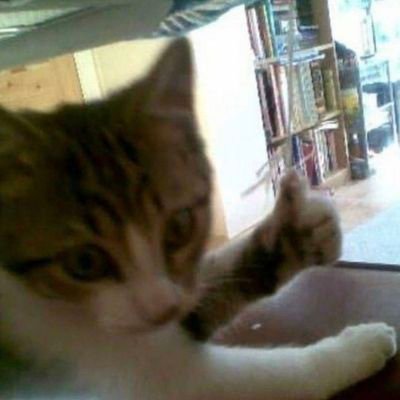 SailorAgitate's profile picture. Sailor