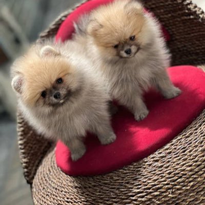 We sale and adopt Purebred Pomeranian puppies to loving and caring homes . Contact us to add a new member to your Family