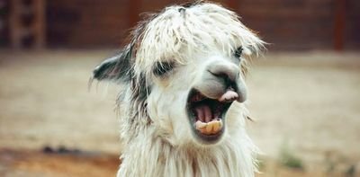 DavesLlama's profile picture. Mad Crows and Spurs supporter who loves a bit of politics. Rusted on Lib until Scott M. 

Will give credit where it's due, even if it's to Arsenal or Port.