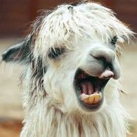 Dave Llama (@davesllama) 's Twitter Profile