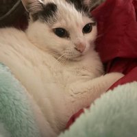 凪怜(なぎれい) (@crkm6jjac) 's Twitter Profile