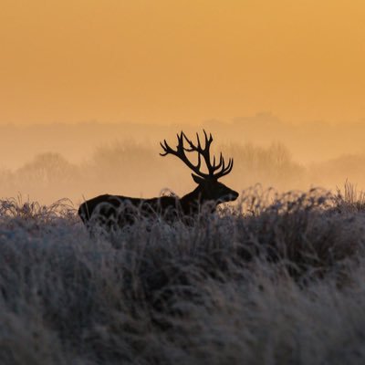 Nz9Dk's profile picture. 