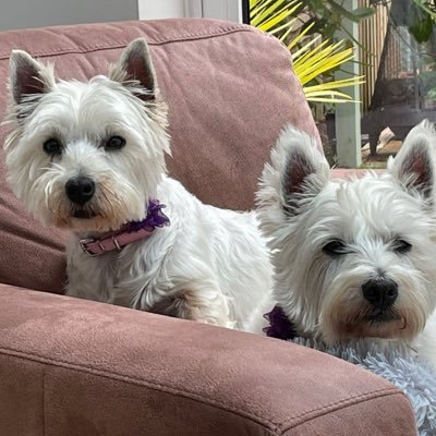 I’m Rosco, 8yr old re-homed Westie, Sergeant #ZSHQ & me sister Molly, 7yr old rescued Westie - Remembering our uncle Bilz 🌈 🌟 28.3.2005-20.11.19 ❤️