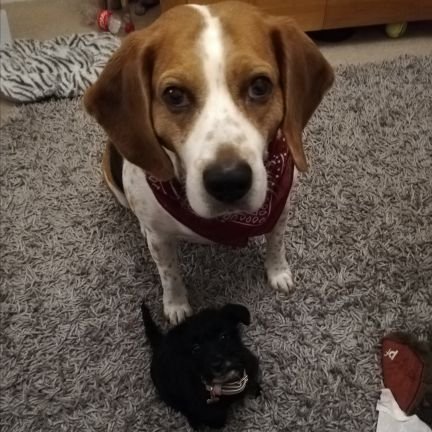 Toby The Beagle 🌈 & Kiki