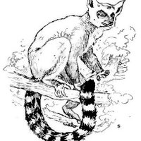 Lemúrinn (@lemurinn) 's Twitter Profile