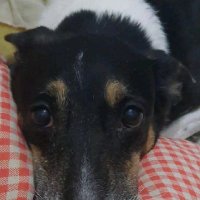 Robinho Pinga (@robinhomoreira) 's Twitter Profile