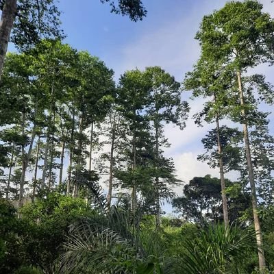 SODEFOR22's profile picture. Société de développement des forêts. Créée depuis 1966, 
Pilier du reboisement  avec plus de 220 000 ha réalisés dont 60 000 ha de plantations agroforestières.
