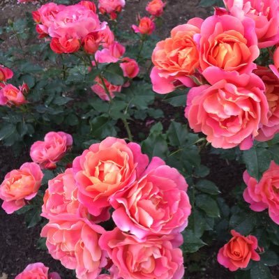 kaokuma14's profile picture. 