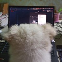 Pritom Gogoi (@rustyelectron) 's Twitter Profile
