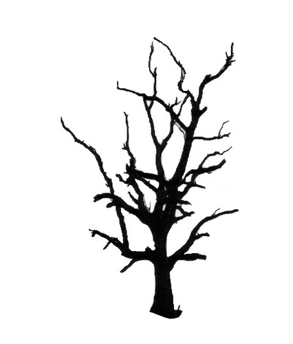 DeadTreeSpot's profile picture. Deadtreespot - Beulake surfspot - Windsurfen - Kitesurfen - Sportief - Way of life