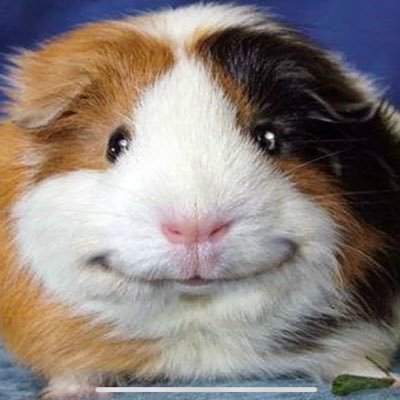 Kaatjetsjilp's profile picture. 