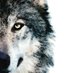 Wolf Artist (@Gost7773777) Twitter profile photo