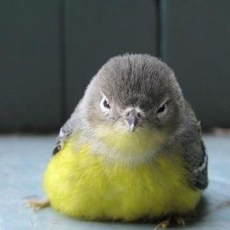 Moldybean6's profile picture. Family, Wine, Sewing, Wine, Blog Writer, Wine, Cooking, Wine, Marketing, Wine, Public Relations, Wine, Gardening, Wine, Jeep Owner, Wine