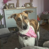 Luna the lovely Lurcher 🐾🐾🐾 (@luna_lurcher) 's Twitter Profile