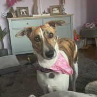 Luna the lovely Lurcher 🐾🐾🐾(@luna_lurcher) 's Twitter Profile Photo