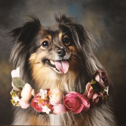 rebapaynt's profile picture. Retired dog mom, proud mother of a military son. Loyal patriot of my beautiful country!