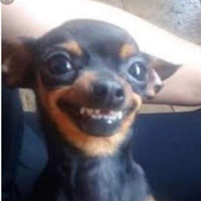 GiovanniBalleza's profile picture. Here for the memes