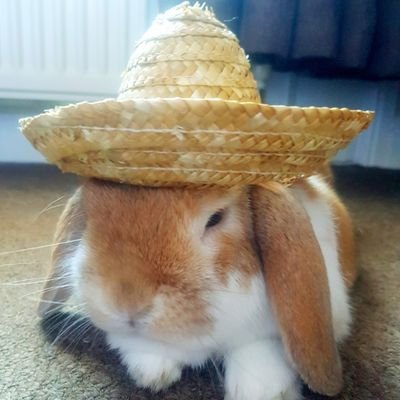 🌈 3 little house bunnies from Barnsley 🌈