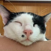 hohohoro (@hohoho_ro) 's Twitter Profile