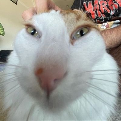 nygacat7889's profile picture. .