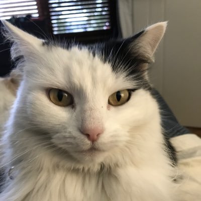 eo_call's profile picture. I live on Awabakal lands and acknowledge that sovereignty was never ceded. 🇮🇪. Rural health workforce advocate. 🐕🐶😽 Views my own. #kindness