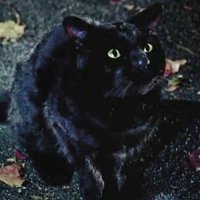 Freddie(@DragonNamedBinx) 's Twitter Profile Photo