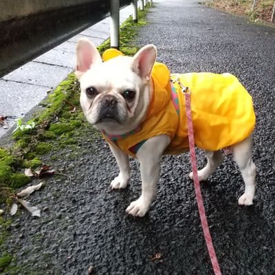 モモッぺ