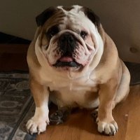 Augie Doggie🌈, Li’l Sister & JinJin (@jennyspups) 's Twitter Profile Photo Augie Doggie🌈, Li’l Sister & JinJin (@jennyspups) 's Twitter Profile Photo