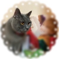 七尾ねこ+ (@773neko3) 's Twitter Profile