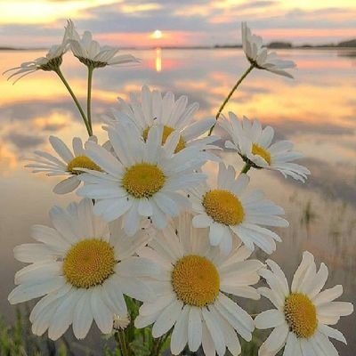 littile daisy 🌼さんのプロフィール画像