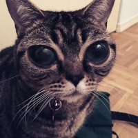 s h e b i (@shebiboop) 's Twitter Profile