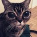 s h e b i (@shebiboop) Twitter profile photo s h e b i (@shebiboop) Twitter profile photo