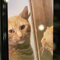 Plünderer (@plnderer) 's Twitter Profile