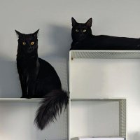 黒猫のベアモアと飼い主🇦🇺(@bearmoablackcat) 's Twitter Profile Photo