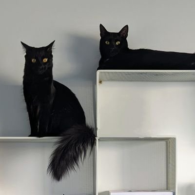 黒猫のベアモアと飼い主🇦🇺 (@bearmoablackcat) / X 黒猫のベアモアと飼い主🇦🇺 (@bearmoablackcat) / X