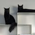 黒猫のベアモアと飼い主🇦🇺 (@bearmoablackcat) Twitter profile photo 黒猫のベアモアと飼い主🇦🇺 (@bearmoablackcat) Twitter profile photo