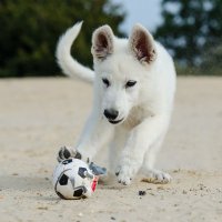 どっぐす (@dogs_tw) 's Twitter Profile Photo