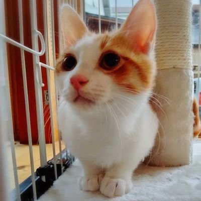 2021年12月に保護猫ちゃんお迎えしました🐾2021.9.4🎂2021.12.4🏠
初めての猫ちゃんとの暮らしは
毎日可愛いが増えて幸せ✨
無言フォロー失礼します
いっぱい遊んでいっぱい食べていっぱい寝て。大きくなぁれ✨