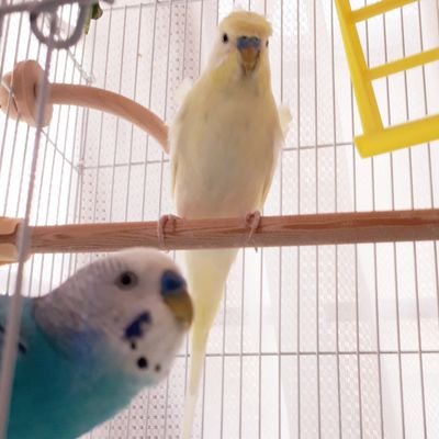長男/愛の手帳3度/長女は健常
2児の母。
セキセイ羽衣インコ2羽飼育🕊️
お笑い芸人さん🥰
すみません、ほぼ見る専門です🙇♂️