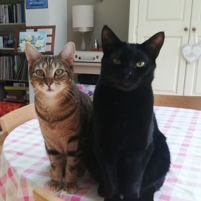 Hedy and Harpo, rescue cats adopted on 10.10.21 from Dereham Cat Protection and Tibby, gone OTRB 3 June 2021 but always in our hearts. 🐱🌈

Adopt, don't shop!