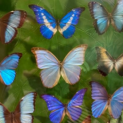 Ummu_Cahide's profile picture. 