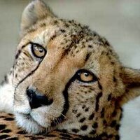 Pam Lowrance (@pamlful) Twitter profile photo