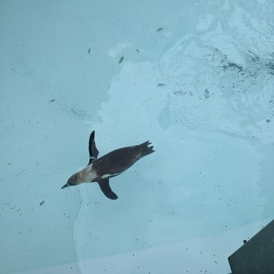 fojokipun's profile picture. くいしんぼうばんざい