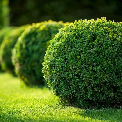 Boxwood specialist. 
Get 10% off on TOPBUXUS products (Including XenTari)
Discount code: BUXUSKING
Link: https://t.co/QnW8erw0aX