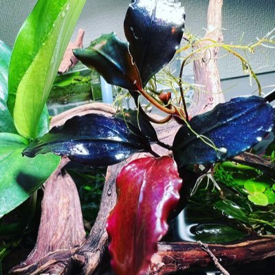 ブセ、ホマ、アグラ、などその他の熱帯植物にどはまり。水上2022.5.15 スタート アクアリウム2021.10月スタート よろしくお願いします 兵庫県