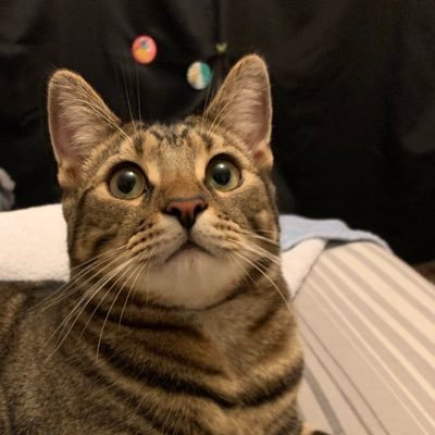 愛猫のごまちゃん♂多め🐱 推し活中心にポストしてます。常に推しがいる人生😇|DEVILOOF|アゲ⤴︎あし|JILUKA|🧡BBTS💙|ASTRO|2PM|90年代V系|ロンドン生まれ育ち|リハビリ職|spam acc will be blocked and reported|👶垢 @yukaxgomaxmk