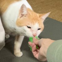 はまち (@_04431) 's Twitter Profile